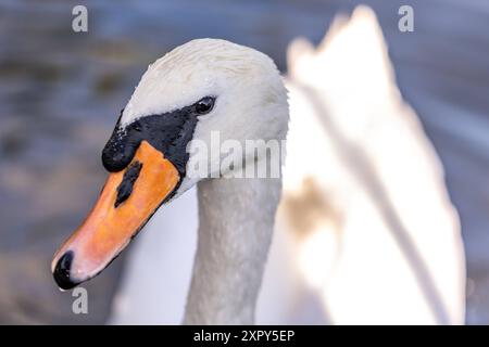 Ausgewachsener Schwan Ausgewachsener Schwan Cygnus albus auf dem Lehnitzsee in Oranienburg am 06.08.2024 Oranienburg Oranienburg Deutschland Lehnitzsee *** Erwachsener Schwan Erwachsener Schwan Cygnus albus auf dem Lehnitzsee in Oranienburg am 06 08 2024 Oranienburg Oranienburg Deutschland Lehnitzsee Stockfoto