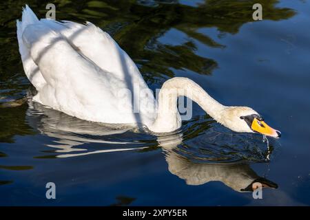 Ausgewachsener Schwan Ausgewachsener Schwan Cygnus albus auf dem Lehnitzsee in Oranienburg am 06.08.2024 Oranienburg Oranienburg Deutschland Lehnitzsee *** Erwachsener Schwan Erwachsener Schwan Cygnus albus auf dem Lehnitzsee in Oranienburg am 06 08 2024 Oranienburg Oranienburg Deutschland Lehnitzsee Stockfoto