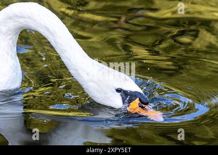 Ausgewachsener Schwan Ausgewachsener Schwan Cygnus albus auf dem Lehnitzsee in Oranienburg am 06.08.2024 Oranienburg Oranienburg Deutschland Lehnitzsee *** Erwachsener Schwan Erwachsener Schwan Cygnus albus auf dem Lehnitzsee in Oranienburg am 06 08 2024 Oranienburg Oranienburg Deutschland Lehnitzsee Stockfoto