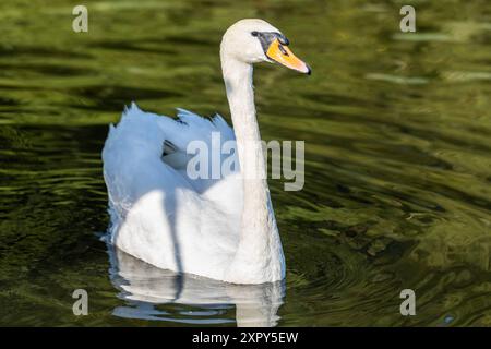 Ausgewachsener Schwan Ausgewachsener Schwan Cygnus albus auf dem Lehnitzsee in Oranienburg am 06.08.2024 Oranienburg Oranienburg Deutschland Lehnitzsee *** Erwachsener Schwan Erwachsener Schwan Cygnus albus auf dem Lehnitzsee in Oranienburg am 06 08 2024 Oranienburg Oranienburg Deutschland Lehnitzsee Stockfoto