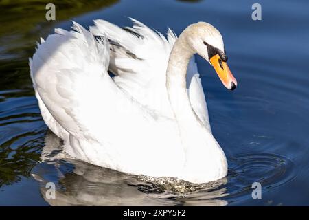 Ausgewachsener Schwan Ausgewachsener Schwan Cygnus albus auf dem Lehnitzsee in Oranienburg am 06.08.2024 Oranienburg Oranienburg Deutschland Lehnitzsee *** Erwachsener Schwan Erwachsener Schwan Cygnus albus auf dem Lehnitzsee in Oranienburg am 06 08 2024 Oranienburg Oranienburg Deutschland Lehnitzsee Stockfoto