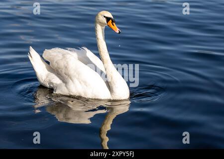 Ausgewachsener Schwan Ausgewachsener Schwan Cygnus albus auf dem Lehnitzsee in Oranienburg am 06.08.2024 Oranienburg Oranienburg Deutschland Lehnitzsee *** Erwachsener Schwan Erwachsener Schwan Cygnus albus auf dem Lehnitzsee in Oranienburg am 06 08 2024 Oranienburg Oranienburg Deutschland Lehnitzsee Stockfoto