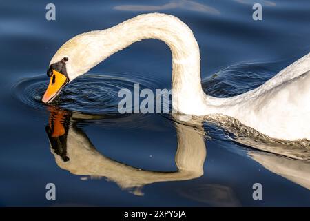 Ausgewachsener Schwan Ausgewachsener Schwan Cygnus albus auf dem Lehnitzsee in Oranienburg am 06.08.2024 Oranienburg Oranienburg Deutschland Lehnitzsee *** Erwachsener Schwan Erwachsener Schwan Cygnus albus auf dem Lehnitzsee in Oranienburg am 06 08 2024 Oranienburg Oranienburg Deutschland Lehnitzsee Stockfoto