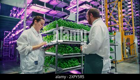 Spezialisten für vertikale Pflanzenbetriebe sprechen neben einem Rack mit frischen Basilikumkulturen. Weibliche und männliche Landwirte arbeiten im Haus. Mehrschichtiger Hydroponik-Betrieb mit Neonbeleuchtung im Hintergrund. Stockfoto