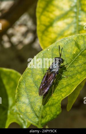 Hermetia illucens, Schwarzer Soldat fliegt auf einem Blatt Stockfoto