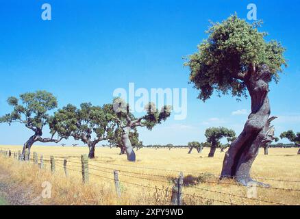 Jahrhundert alten Steineichen in einer Wiese. Salamanca Provinz Castilla Leon, Spanien. Stockfoto