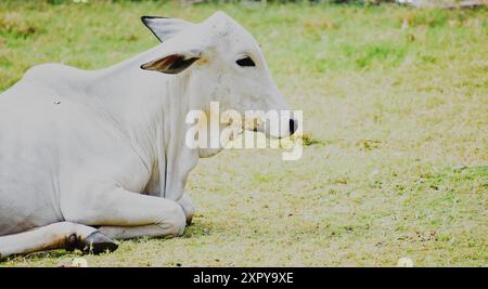Eine weiße Kuh, die an einem sonnigen Tag auf dem Gras liegt Stockfoto
