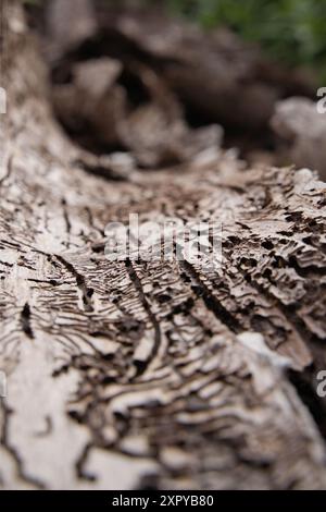 Spuren des Rindenkäfers in der Rinde eines Baumes Stockfoto