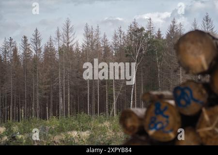 Vor den trockenen Tannen liegen abgeholzte und gestapelte Bäume Stockfoto