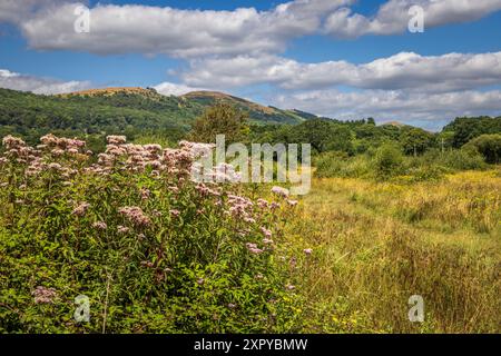 Sommerwildvögel (Hanflandwirtschaft) auf Castlemorton Common mit den Malvern Hills im Hintergrund, Worcestershire, England Stockfoto