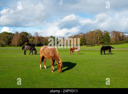 New Forest Ponies weiden bei Lyndhurst Village, New Forest, Hampshire, England Stockfoto