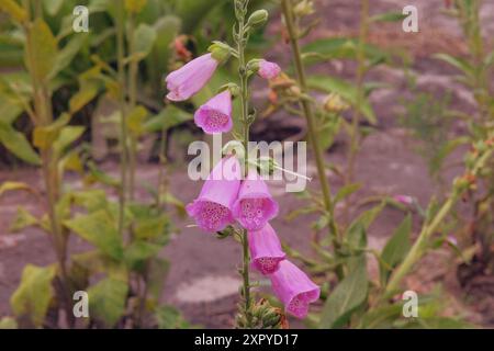 Digitalis purpurea wächst auf der Wiese. Er wird wegen seiner romantischen rosa Blumen angebaut. Blumen blühen. Hüttengarten. Stockfoto