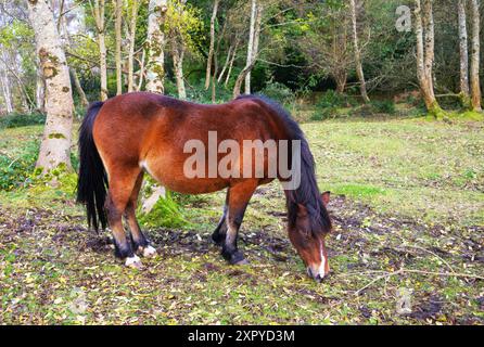 New Forest Pony weidet in der Nähe von Lyndhurst Village, New Forest, Hampshire, England Stockfoto