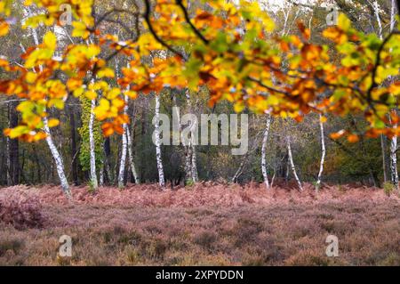 Herbstliche Farben im New Forest National Park, Hampshire, England Stockfoto
