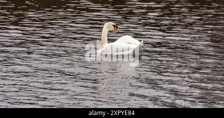 Weißer Schwan schwimmt im Wasser Stockfoto