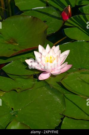 Seerosen treiben auf der Wasseroberfläche im Stadtteich. Stockfoto