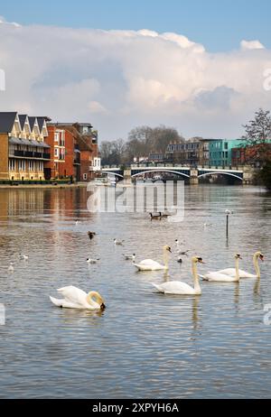 Schwäne auf der Themse mit Windsor Town Bridge im Hintergrund, Windsor, Berkshire, England Stockfoto