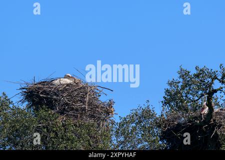 Weißstorch (Ciconia ciconia), der auf dem Nest im Baum wächst, Alentejo, Portugal. Stockfoto
