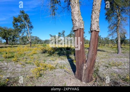 Korkeiche (Quercus suber) mit ihrer Rinde, die vor kurzem auf einer Wiese mit gelben Blüten geerntet wurde, Alentejo, Portugal. Stockfoto