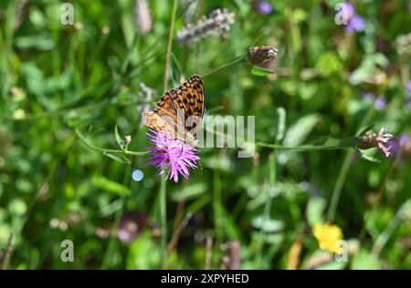 München, Deutschland. August 2024. Der Kaiser Schmetterling. Im deutschlandweiten Schmetterlingsmonitoring werden Schmetterlinge in definierten Beobachtungsgebieten gezählt. (Zu dpa 'größtes Aussterben der Arten seit Dinosauriern' - Jahr auch schlecht für Schmetterlinge') Credit: Annkathrin Stich/dpa/Alamy Live News Stockfoto