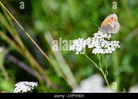 München, Deutschland. August 2024. Der kleine WiesenSchmetterling. Im deutschlandweiten Schmetterlingsmonitoring werden Schmetterlinge in definierten Beobachtungsgebieten gezählt. (Zu dpa 'größtes Aussterben der Arten seit Dinosauriern' - Jahr auch schlecht für Schmetterlinge') Credit: Annkathrin Stich/dpa/Alamy Live News Stockfoto