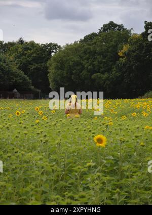 Birmingham, Großbritannien. August 2024. Der Sommer ist endlich in Birmingham angekommen, und auf der Becketts Farm Wythall blühen viele wunderschöne Sonnenblumen, die Besucher aus der ganzen Region zu einem spektakulären Naturschauspiel gebracht haben. Quelle: Tony Nolan/Alamy Live News Stockfoto