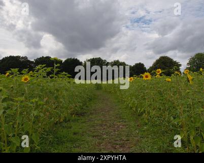 Birmingham, Großbritannien. August 2024. Der Sommer ist endlich in Birmingham angekommen, und auf der Becketts Farm Wythall blühen viele wunderschöne Sonnenblumen, die Besucher aus der ganzen Region zu einem spektakulären Naturschauspiel gebracht haben. Quelle: Tony Nolan/Alamy Live News Stockfoto