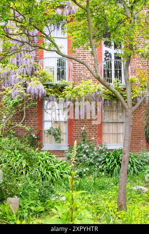 Wisteria in Blüte auf einem Haus in Chiswick, London, England Stockfoto