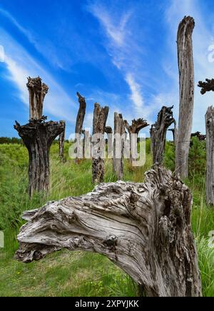 „Bog Track“, auch bekannt als „The Black Forest“, eine Skulptur von Johan Sietzema im Lough Boora Discovery Park von Bord na Mona im County Offaly, Irland. Stockfoto