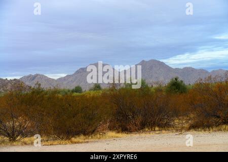 Die riesige Wüste Sonora San Tan Mountains im Zentrum von Arizona USA an einem frühen Sommermorgen Stockfoto