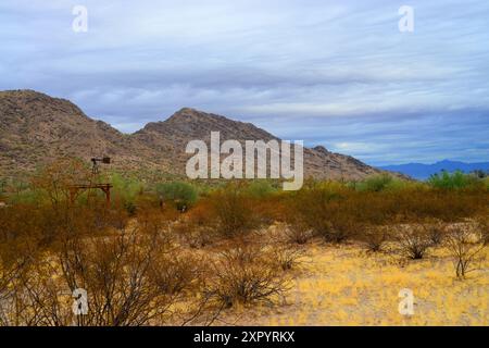 Die riesige Wüste Sonora San Tan Mountains im Zentrum von Arizona USA an einem frühen Sommermorgen Stockfoto