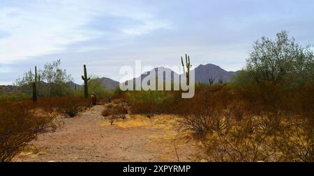 Die riesige Wüste Sonora San Tan Mountains im Zentrum von Arizona USA an einem frühen Sommermorgen Stockfoto