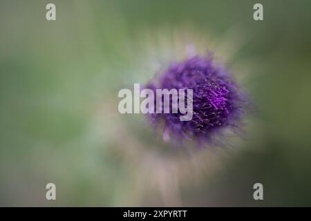 Gewöhnliche Klettenblüte mit dem Fokus auf die Spitze Stockfoto