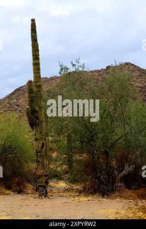 Die riesige Wüste Sonora San Tan Mountains im Zentrum von Arizona USA an einem frühen Sommermorgen Stockfoto