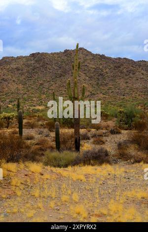 Die riesige Wüste Sonora San Tan Mountains im Zentrum von Arizona USA an einem frühen Sommermorgen Stockfoto