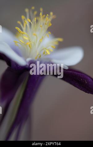 Die Blütenblüte der Kolumbine mit dem Fokus auf das Gelb Stockfoto