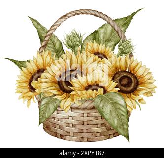 Sonnenblumen in bösen Korb Aquarellillustration. Zeichnung mit Herbstblumen im rustikalen Stil auf isoliertem Hintergrund für Grußkarten oder Herbstpartyeinladungen. Vintage-Kunstwerke mit Blumenmuster. Stockfoto