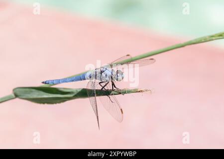 Eine wunderschöne blaue Libelle auf einer dünnen Pflanze, auf einem unscharfen rosa Hintergrund Stockfoto