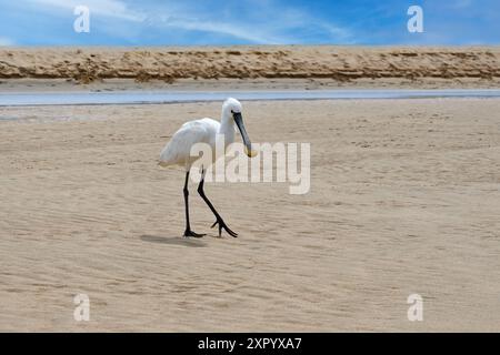 Eurasischer Löffelschnabel (Platalea leucorodia) bei Ebbe im Sand einer Lagune - Fuerteventura Stockfoto