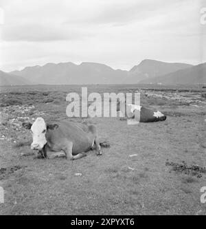 Aktuell 18-1949: Das Bulldozer Offensive Foto; Sverre A. Børretzen / aktuell / NTB ***FOTO NICHT BEARBEITET*** dieser Bildtext wird automatisch übersetzt dieser Bildtext wird automatisch übersetzt Stockfoto