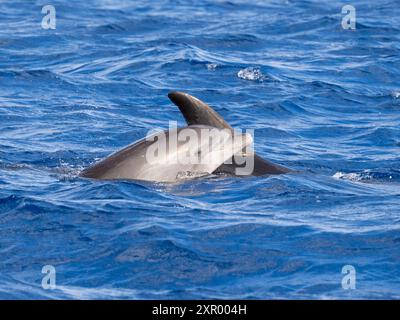 Großer Delfin (Tursiops truncatus), Madeira Stockfoto