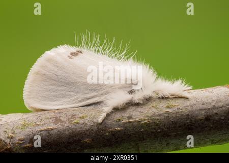 Gelbschwanzmotte, Sphrageidus similis, alleinerwachsener, auf Zweig ruhender Erwachsener, Norfolk, Vereinigtes Königreich, 25. Juli 2024 Stockfoto