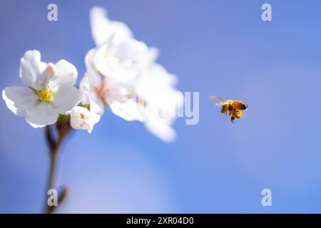 Fliegende Honigbiene sammelt Pollen an der weißen Blume. Biene fliegt über die Frühlingsblume auf blauem Himmel Hintergrund. Blühender Baumbrunch mit weiß Stockfoto