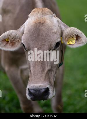 Die Kuh schaut in die Kamera. Nahaufnahme der Kühe Gesicht. Kuhweidegras. Kuh auf grüner Almwiese. Kuh weidet auf grünem Feld mit frischem Gras. Schweizer Kühe Stockfoto