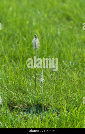 Hoary Bantain (Plantago Media), auch bekannt als Hoary Floawort Herefordshire England UK. Juli 2024 Stockfoto