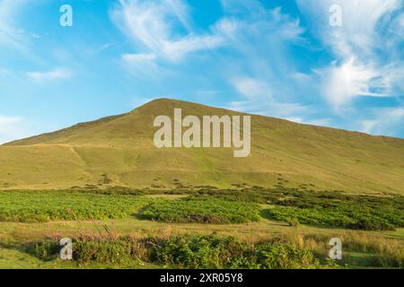Foxglove zieren die Basis von Hay Bluff, Hay auf Wye Powys Wales UK. Juli 2024 Stockfoto
