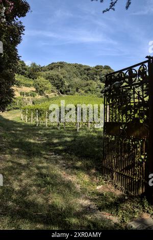 Ein offenes Tor führt zu einem Pfad, der sich durch einen Weinberg in Italien schlängelt Stockfoto