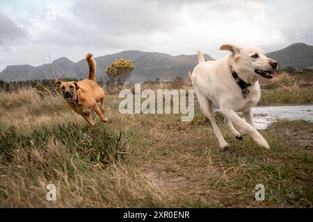 Die beiden Hunde laufen auf einem grasbewachsenen Feld mit Bergen im Hintergrund an einem bewölkten Tag Stockfoto