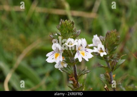 Gewöhnliche Augentrostblüten 'Euphrasia nemorosa' eine halbparasitische, jährliche blühende Pflanzenart aus der Familie der Orobanchaceae. Auf Kreide unten in Wilt Stockfoto