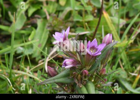 Die Gentianella amarella im Herbst ist ein kleines, jährliches Erzeugnis, das auf Kreideflächen wächst und nach Süden gerichtete Hänge mit dünnem Boden begünstigt. Es ist lila, t Stockfoto